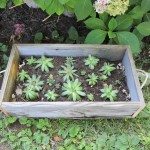 reclaimed-fence-easy-projects