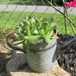 hens & chicks