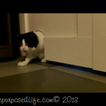 kitty.png
