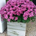 rustic-planter-koozie.jpg