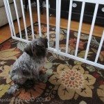 dog-gate-repurposed-crib-rails.jpg