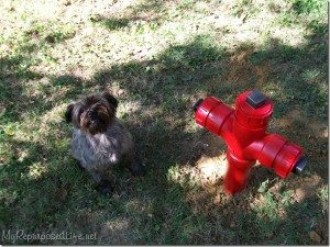 DIY Fire Hydrant