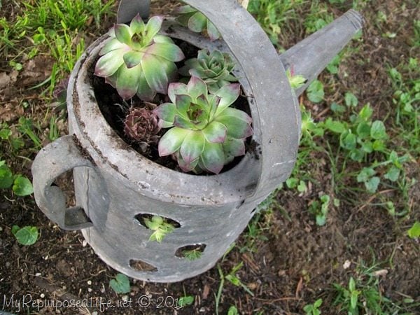 Repurposed Vintage Watering Cans