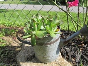 hens & chicks