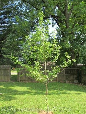 pear tree I grew from a sprout