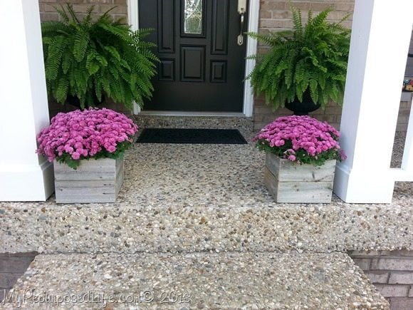 mums in rustic planters