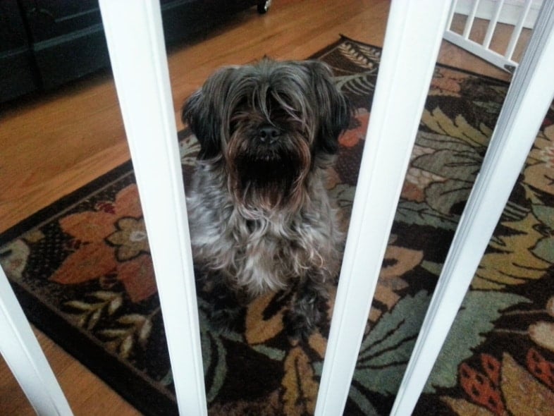 shaggy dog looking through side rail dog gate