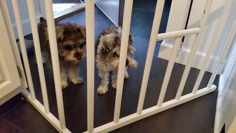 two puppies behind dog gate