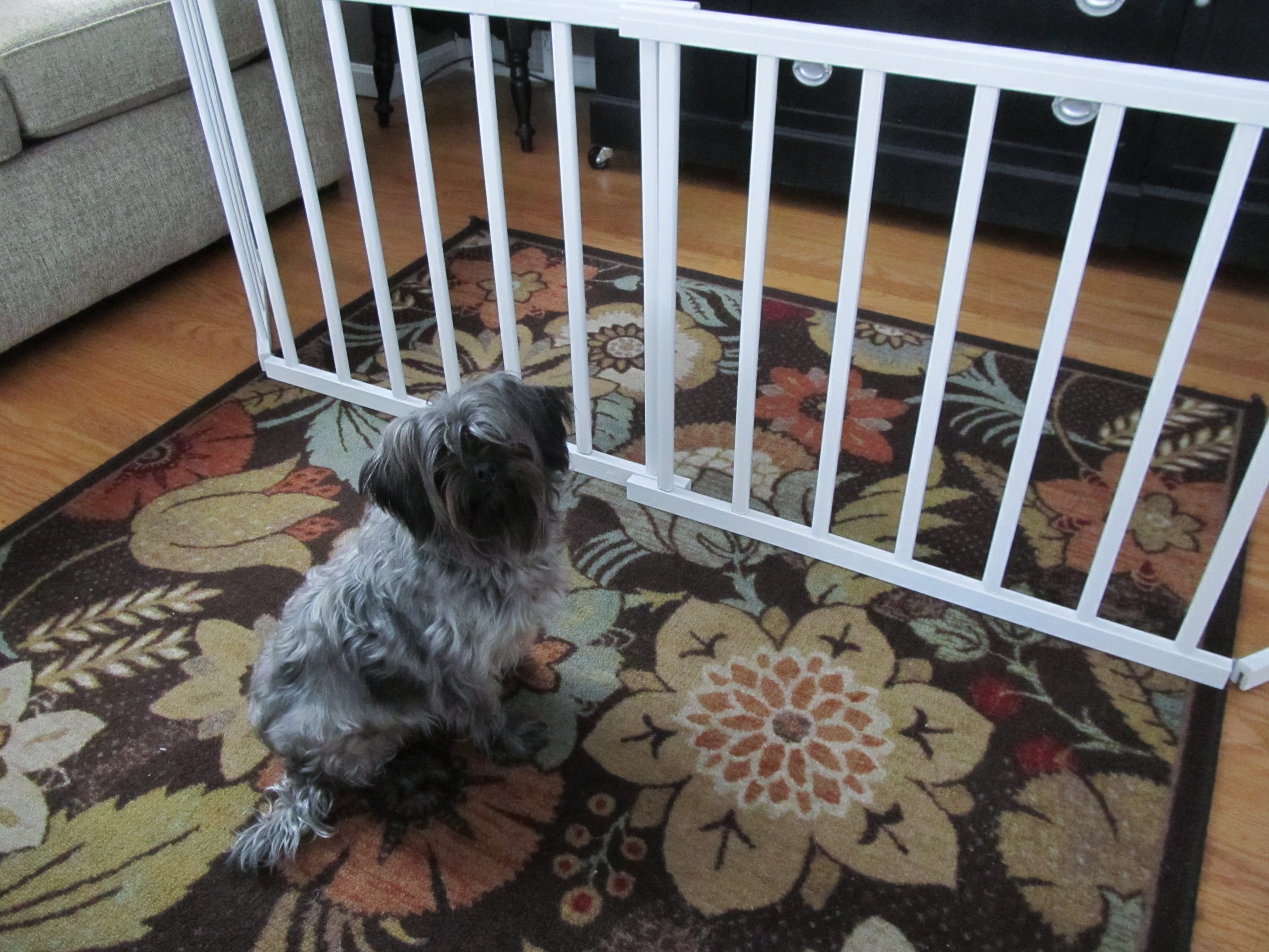 a dog wondering how to get past a doggie gate