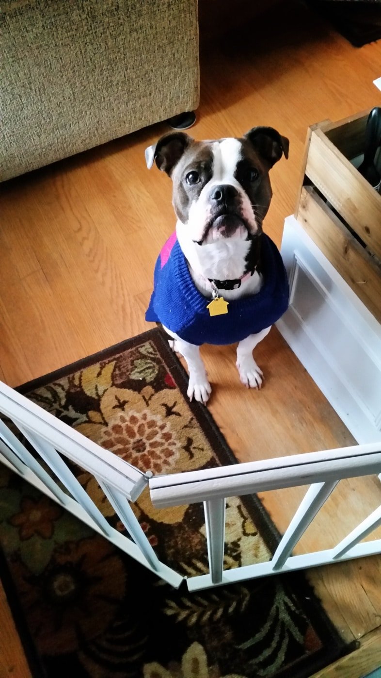 large Boston terrier behind a crib rail dog gate