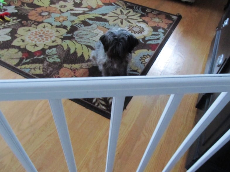 small shaggy dog behind grib rail gate
