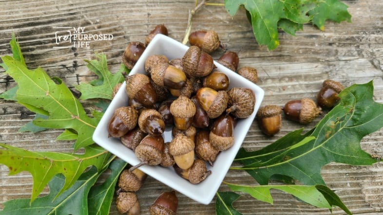 acorns sprayed with sealer MyRepurposedLife