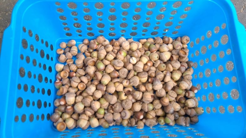 basket of fresh acorns