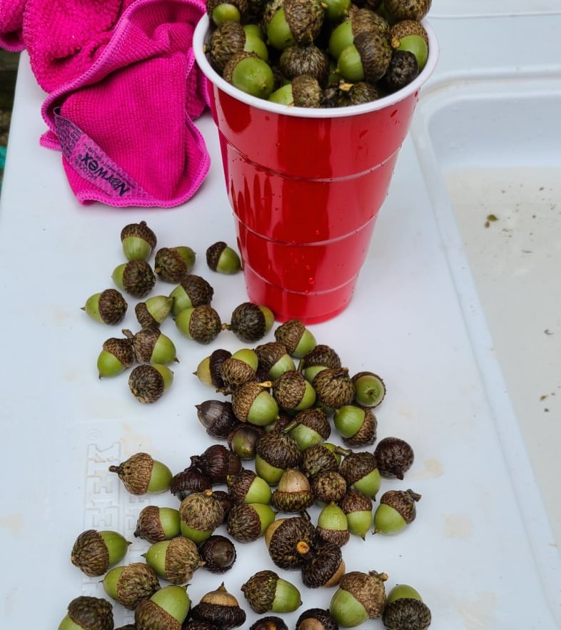 fresh acorns in a solo cup