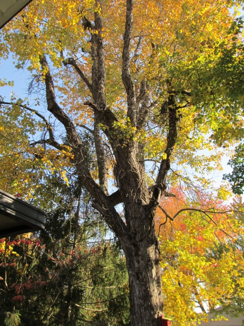 large maple tree