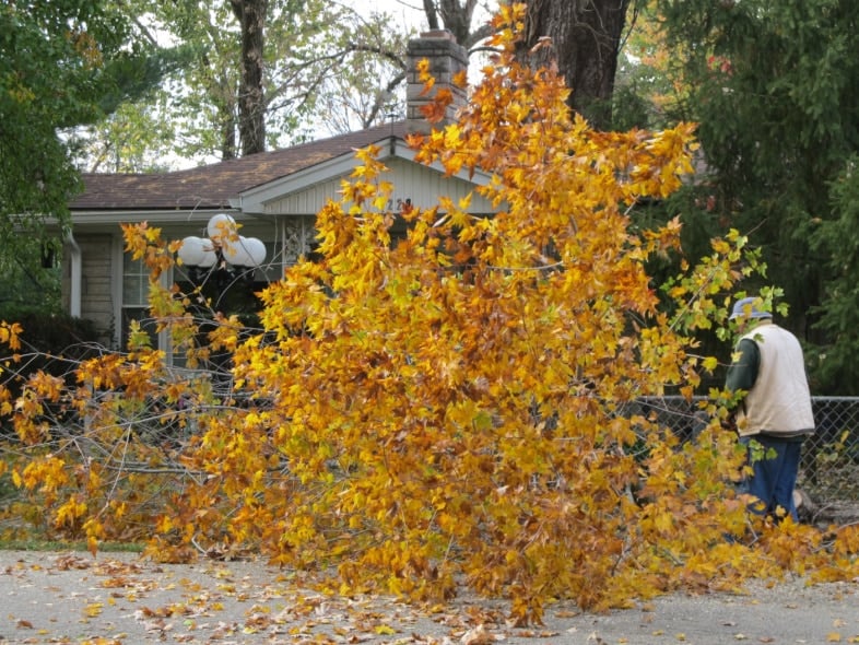 large water maple
