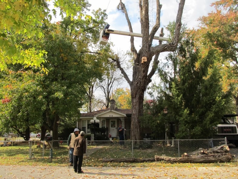 water maple tree getting cut down