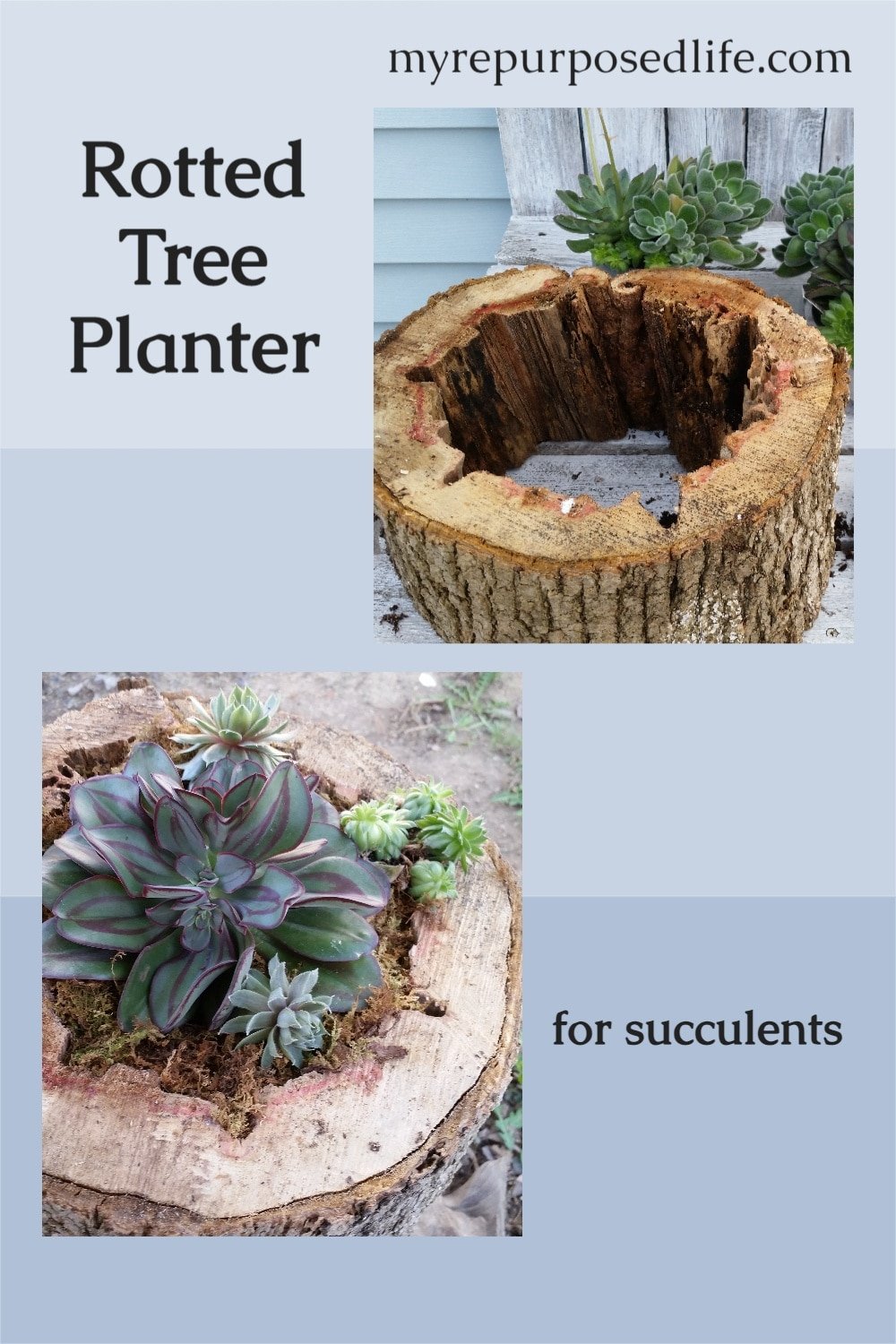 Make unique succulent planters out of old and rotted tree trunks. Tree stumps and wood slices that are rotten are perfect for planting succulents. #MyRepurposedLife #succulents #planter #diy #tree #trunk #stump via @repurposedlife