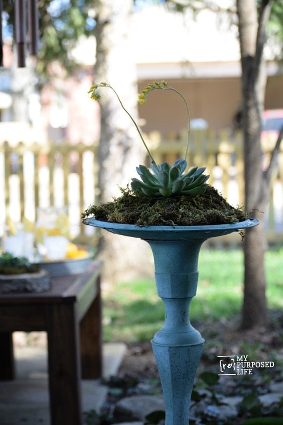 How to diy birdbath out of a candlestick and a pot lid. Easy project with spray paint and thrifted or items. Make your own birdbath, or use for succulents. #MyRepurposedLife #repurposed #candlestick #birdbath #succulents via @repurposedlife