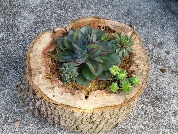 large rotted tree trunk succulent planter