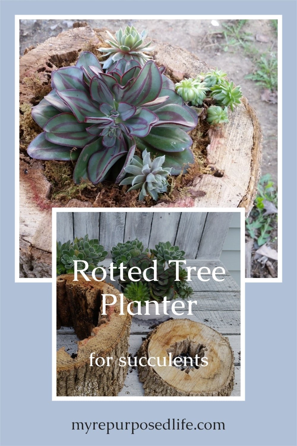 Make unique succulent planters out of old and rotted tree trunks. Tree stumps and wood slices that are rotten are perfect for planting succulents. #MyRepurposedLife #succulents #planter #diy #tree #trunk #stump via @repurposedlife
