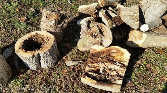 rotten tree trunk pieces