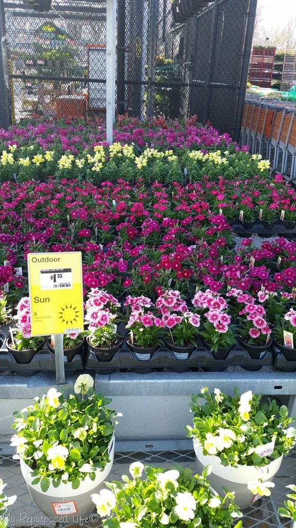 shopping Home Depot for flowers