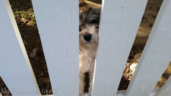 lulu mae peeking through the fence