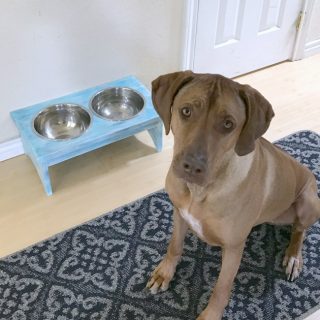 Sunny sitting by her new dog bowl stand