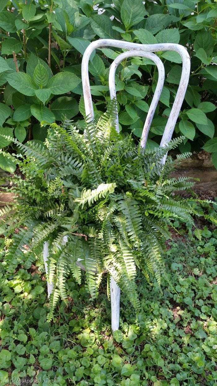 chair planter with boston fern