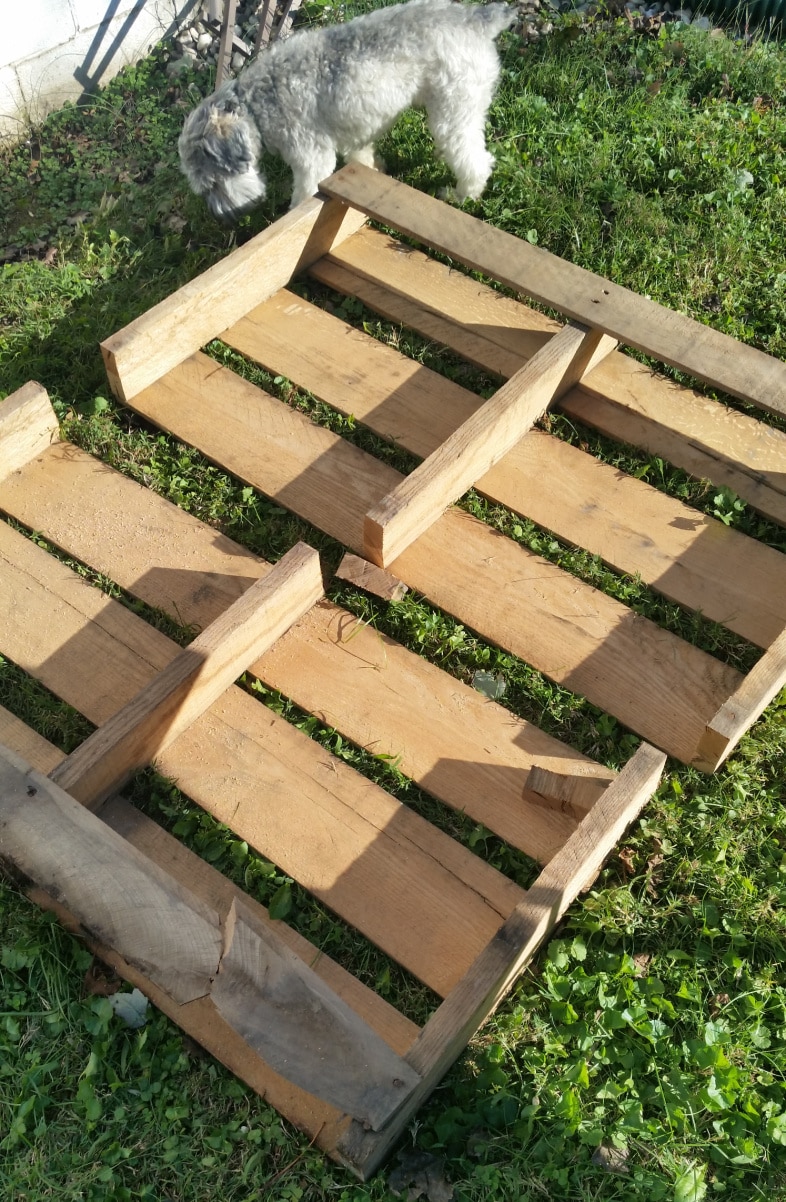 pallet cut in half, with a small dog