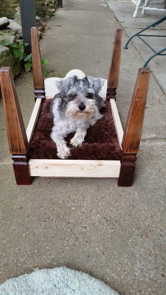 lulu mae testing new dog bed