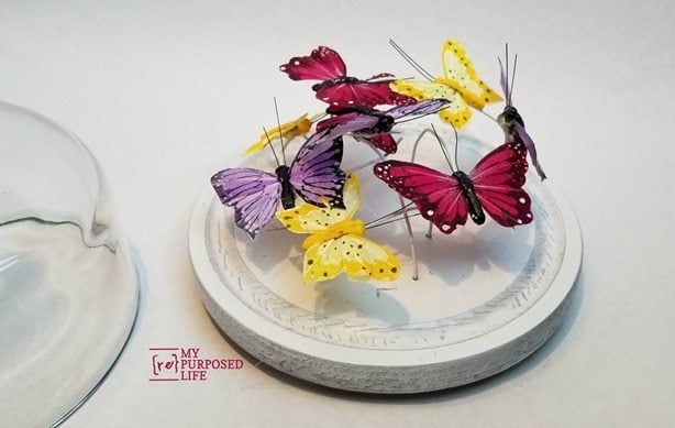 Cheese Cloche Butterfly Display