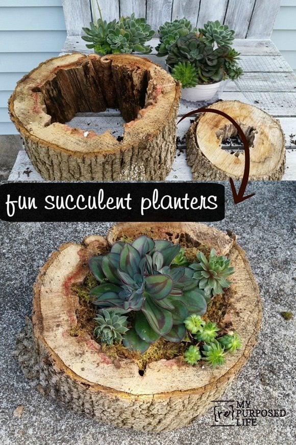 succulent planted in a rotted tree turnk
