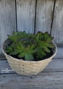 Repurposed Easter Basket Succulent Planter