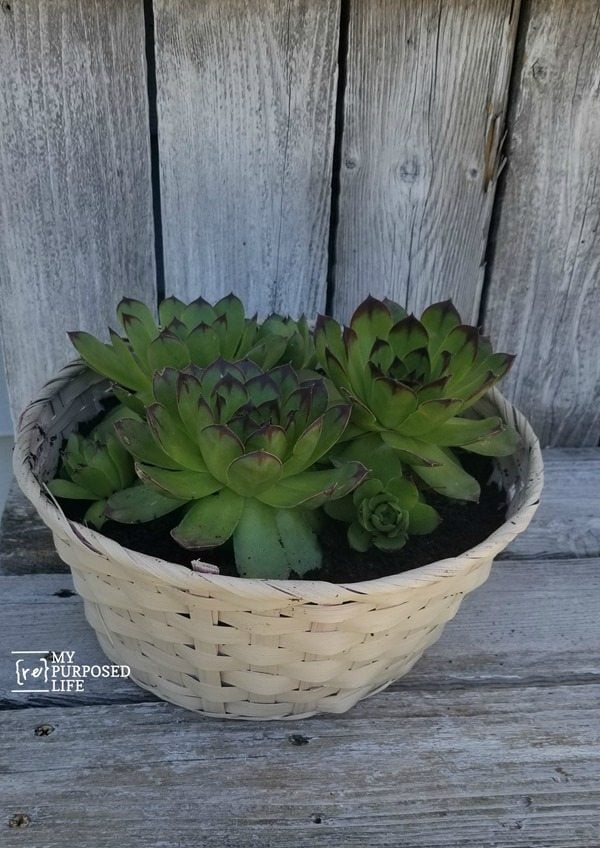 how to repurpose a clearance Easter basket as a planter for succulents MyRepurposedLife.com