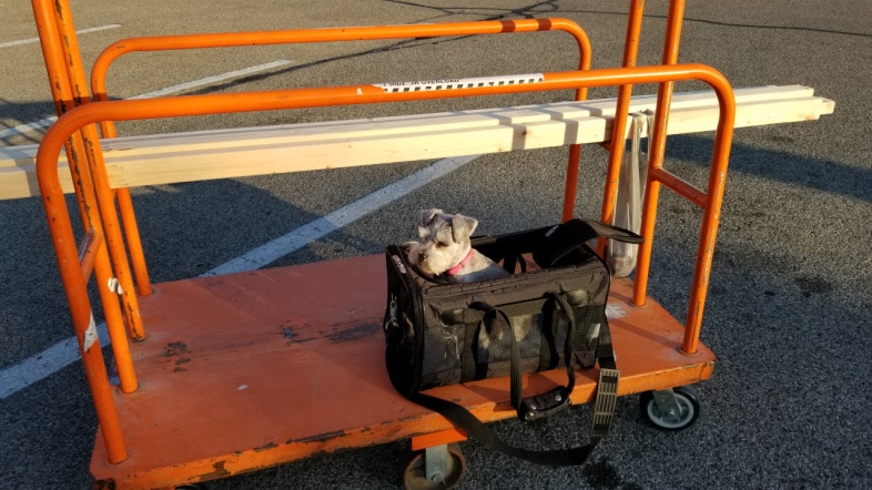 small dog in a carrier riding on a lumber cart