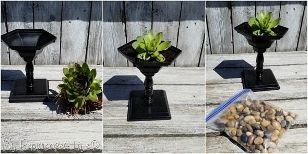 plant succulent in small wooden pedestal planter