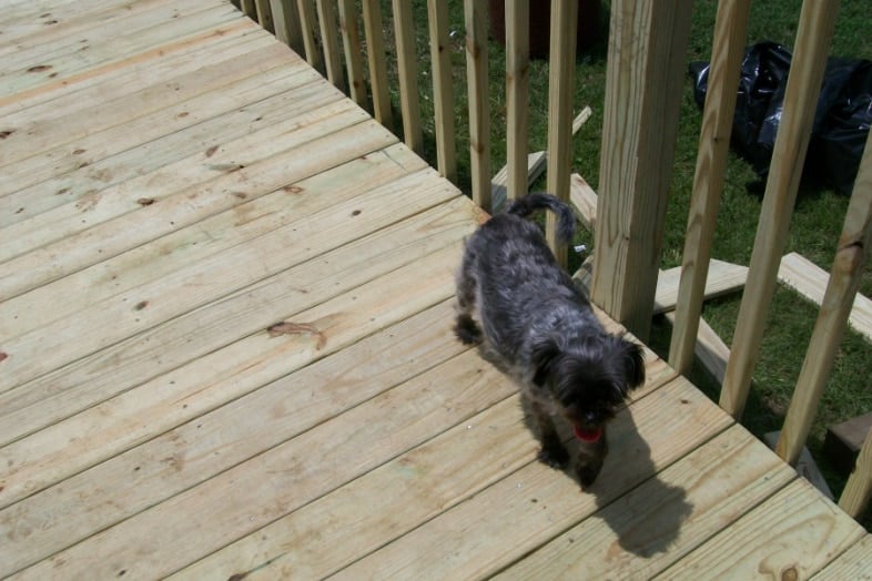 small black dog on new deck