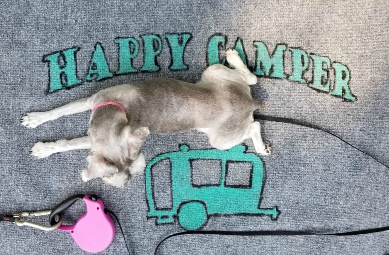 lulu mae is a vintage cruiser happy camper