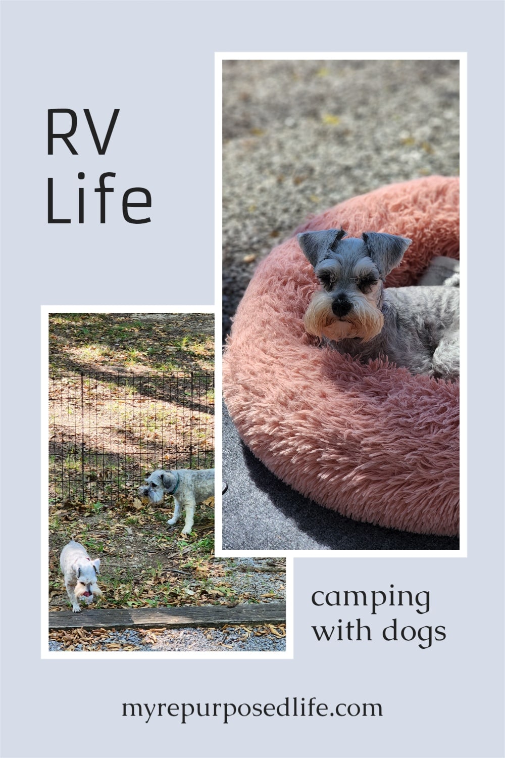 Camping with dogs can be quite rewarding, having man's (woman's) best friend along for the ride. Some aspects can be challenging, I'm here to help you with tips and tricks I've learned along the way. Lots of ideas to improve your experience. #RV #myrepurposedlife via @repurposedlife
