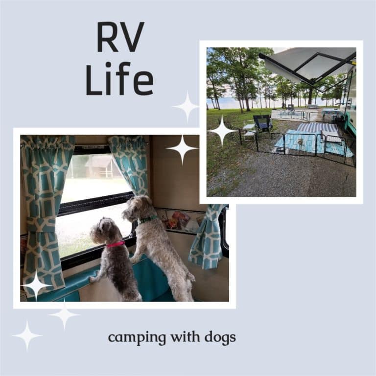 Camping with dogs