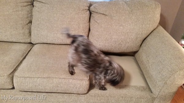 old dog can learn to use pet ramp