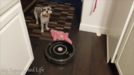 iRobot Roomba with small dog