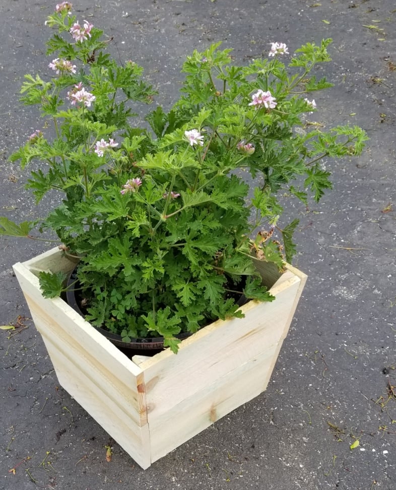 citronella plant in a wooden koozie that covers a plastic flower pot
