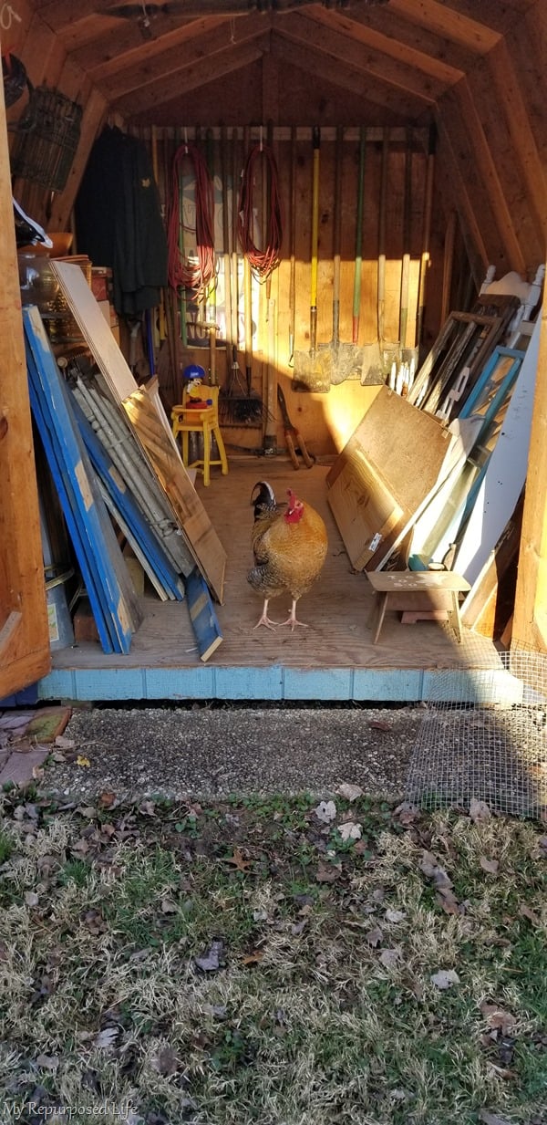rooster in the garden shed