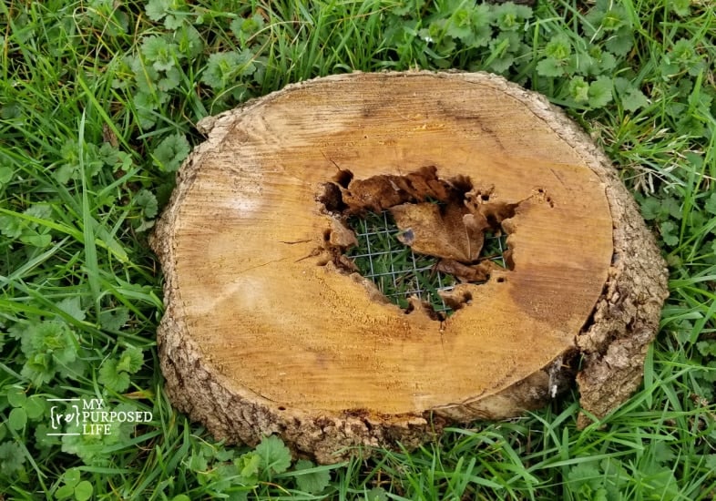 a tree trunk slice with a rotted middle