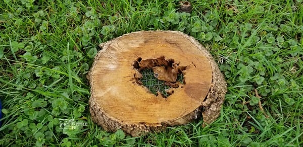 rotted tree trunk