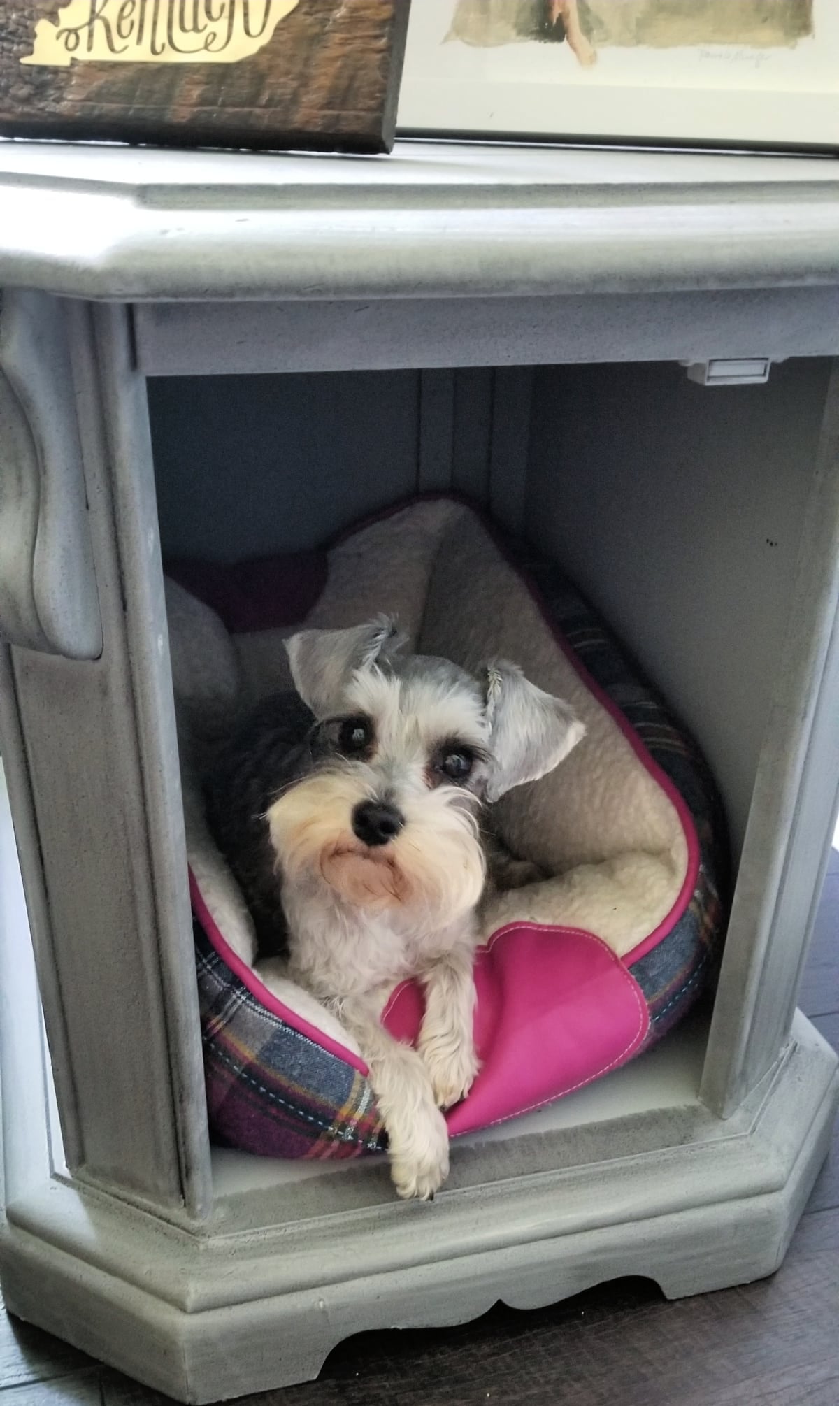 small dog bed and dog tucked away inside a table