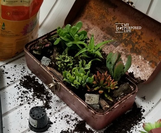 vintage toolbox planter with succulents MyRepurposedLife